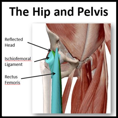 Module 4: Hip and Pelvis