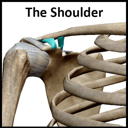 Module 2: The Shoulder