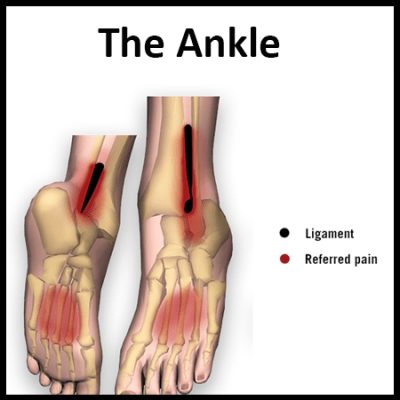 Module 5: The Ankle