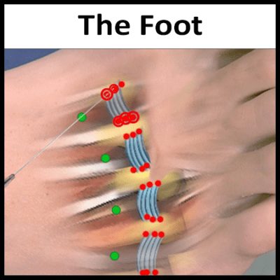 Module 6: The Foot